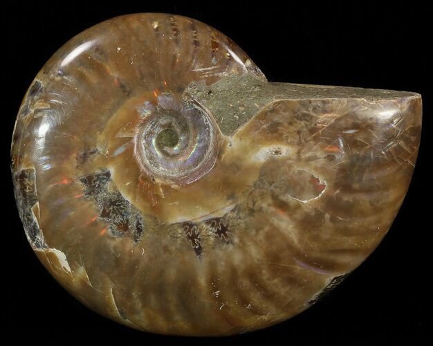 Flashy Red Iridescent Ammonite - Wide #52326